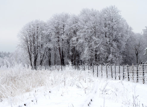 Fototapeta winter frozen forest on a cloudy day