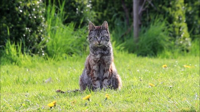 cat sitting on grass 
