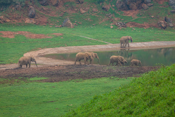 African Elephant herd drinking at water's edge in South Africa