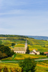 Fototapeta na wymiar Beautiful colorful vineyards in Alsace, autumn
