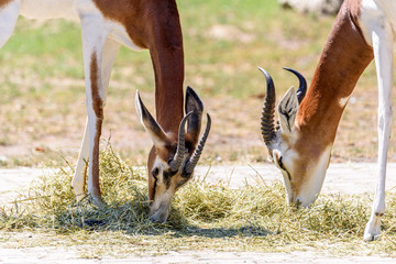 Wild Gazelles On Savannah In National Park