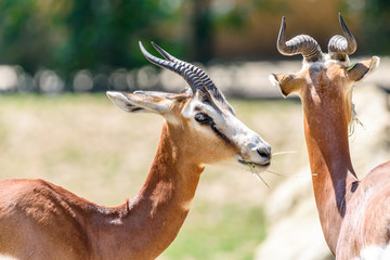 Wild Gazelles On Savannah In National Park