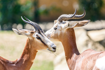 Fototapeta premium Wild Gazelles On Savannah In National Park