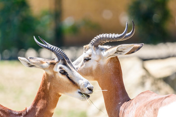 Wild Gazelles On Savannah In National Park