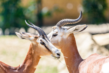 Wild Gazelles On Savannah In National Park