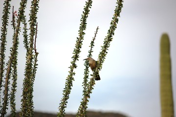 Various Cactus plants in the Saguaro National Park, Arizona USA