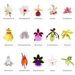 Orchid Icons - obrazy, fototapety, plakaty