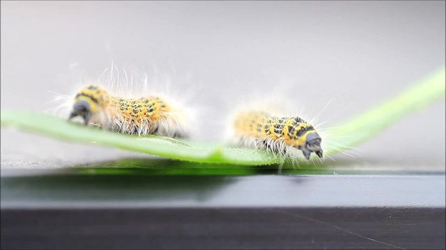 buff tip caterpillar Phalera bucephala, Raupe Mondvogel
