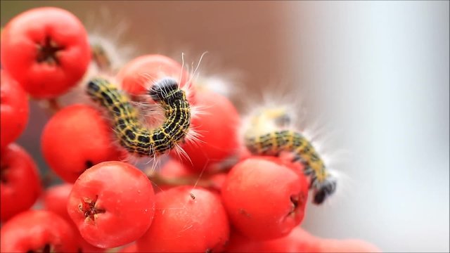 macro caterpillar, buff tip, Phalera bucephala, Raupe Mondvogel
