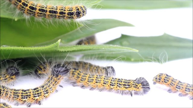 buff tip caterpillar Phalera bucephala, Raupe Mondvogel
