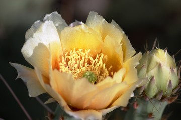 Springtime yellow flower of Pencil Cholla Cactus in the Saguaro National Park, Arizona USA