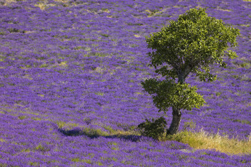 Lavendel Provence Suedfrankreich
