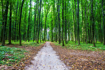 Fototapeta premium beautiful green forest