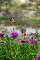 Two butterflies in a garden