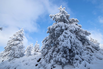Trees under snow