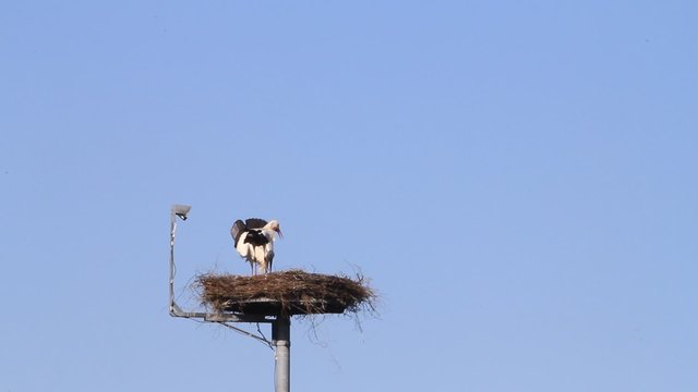 storks on nesting place, security camera, symbols
