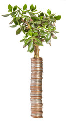 Fototapeta na wymiar Crassula plant on a pile of coins. The concept of money growth