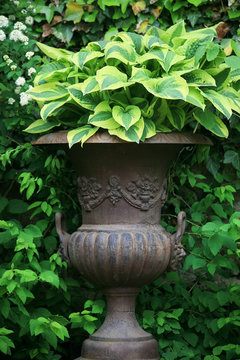 Hosta Plant In A Giant Stone Vase