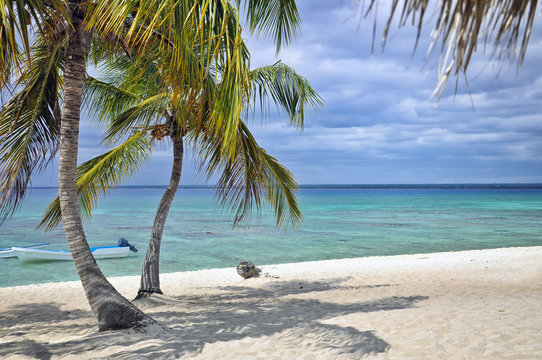 Coconut palm tree on tropical beach in front of ocean