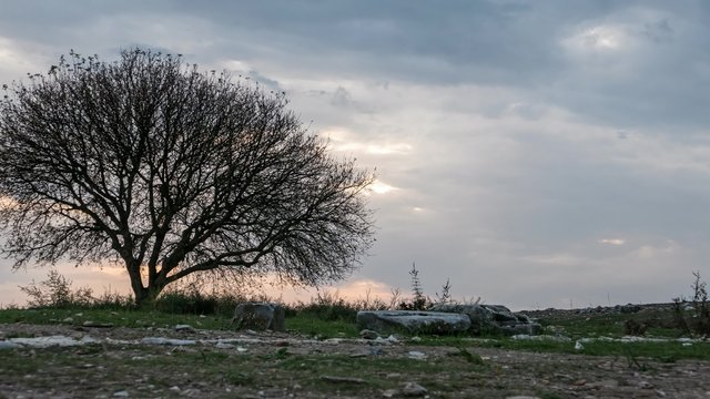 Lone tree with approaching storm clouds. Time lapse, 4k.