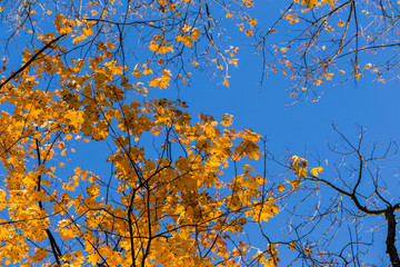 Fall leaves background