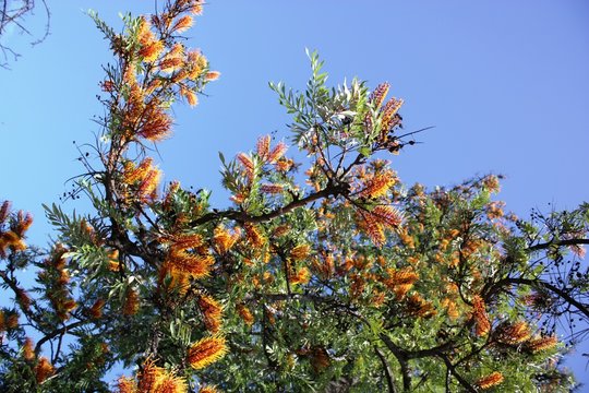Blooming Bottlebrush tree, USA