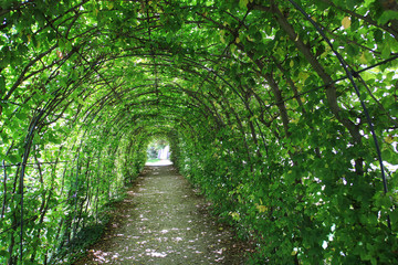 Fototapeta na wymiar Green tunnel in the garden