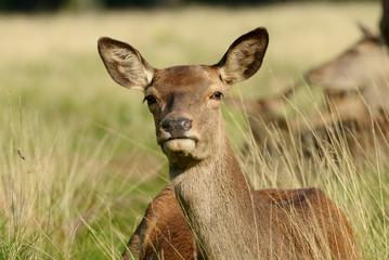 Red Deer, Deer, Cervus elaphus