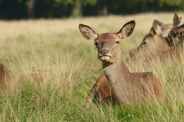 Obraz premium Red Deer, Deer, Cervus elaphus