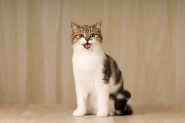 Scottish cat portrait