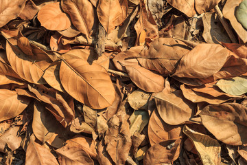 Brown fallen leaves