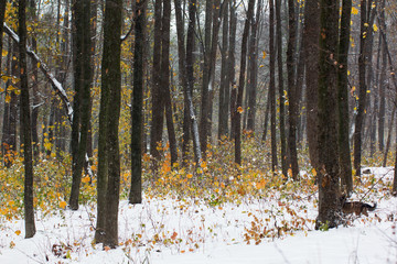 autumn forest covered with snow