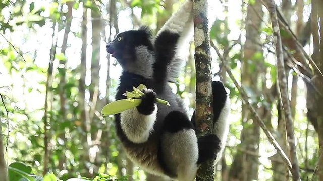 Indri lemur eats green leaves being on the tree in the forest