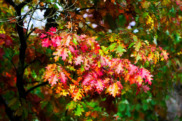 Beautiful colorful oak leaves, autumn day