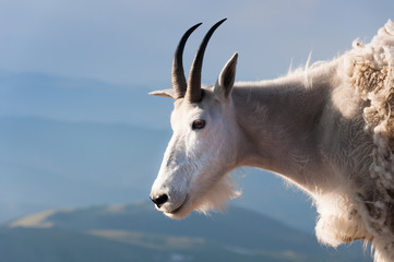 Bergziege in den Rocky Mountains