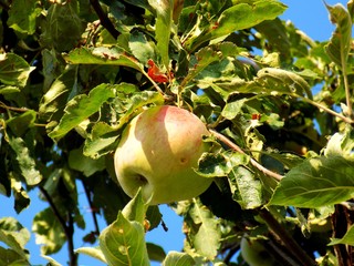 Apple on tree