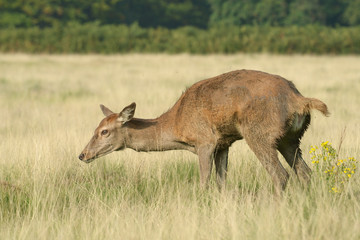 Red Deer, Deer, Cervus elaphus