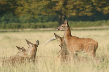 Red Deer, Deer, Cervus elaphus