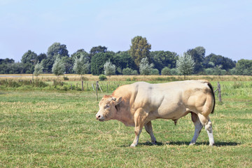 Naklejka na ściany i meble Muscular Blonde Aquitaine bull in a fresh green meadow.