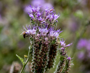 facelia, fioletowy kwiatek z owadem na zielonym tle ogrodu, owad, 03