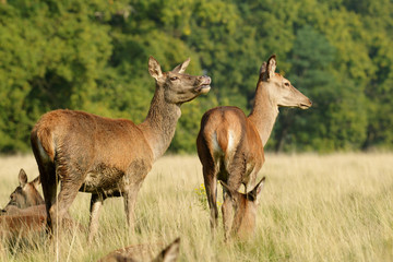 Obraz na płótnie Canvas Red Deer, Deer, Cervus elaphus