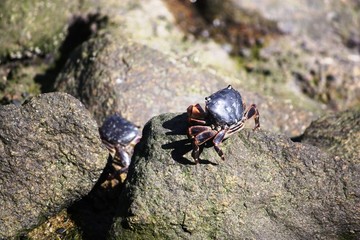 Shore Crab in Monterey Bay California, USA