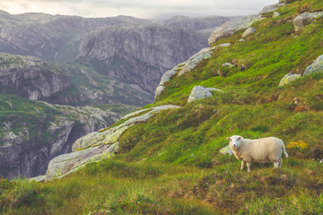 Sheep standing high in the mountains