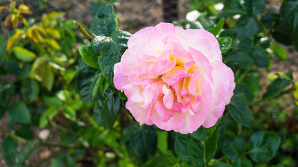 rose flowers nature