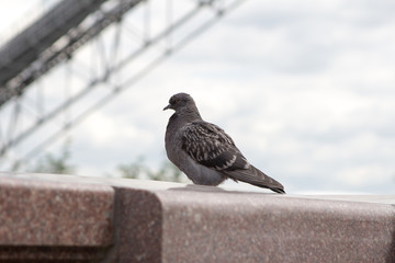  dove, pigeon