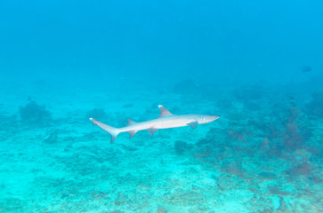 Fototapeta na wymiar Whitetip Reef Shark near Coral Bottom