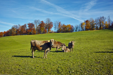 Cows on meadows above Lake Lucerne, near mount Rigi, Alps, Switzerland