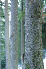 Fototapeta premium Pine tree bark