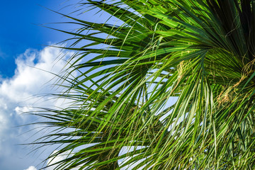 Palm tree leaves and blue sky with clouds