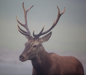 Naklejka na ściany i meble Red deer with antlers